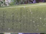 image of grave number 795348